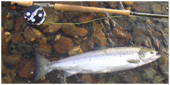 Spey Fishing Miramichi River