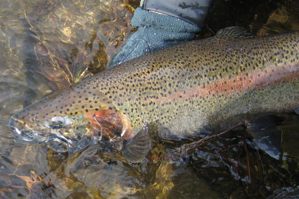 salmon river steelhead spey fishing