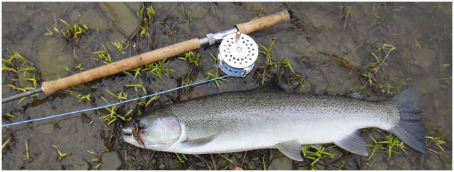 Steelhead Spey Fishing